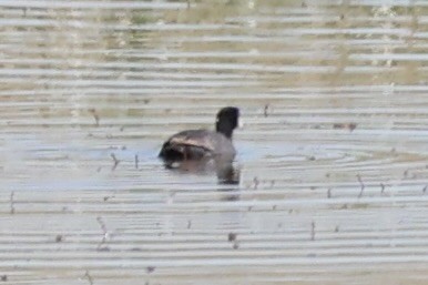 Американская лысуха - ML646338744