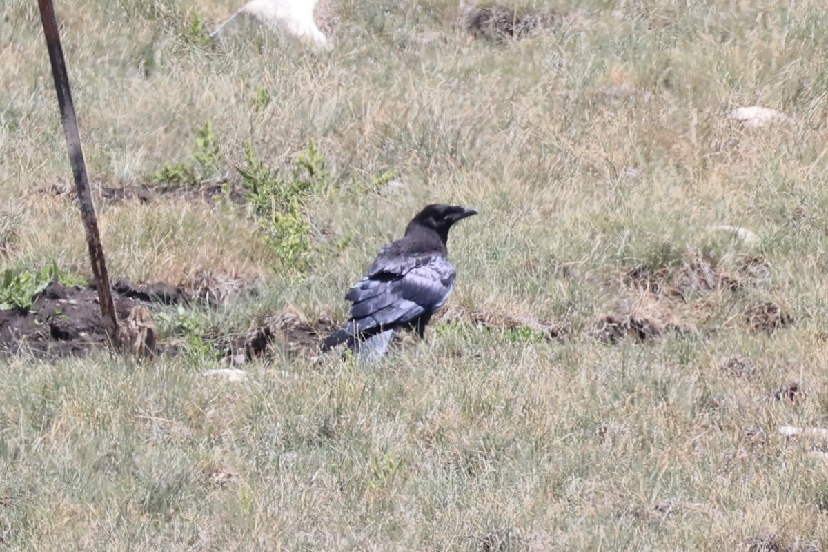 Ворон - ML646338745