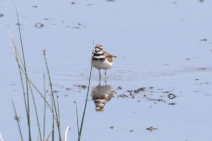 Крикливый зуёк - ML646338746