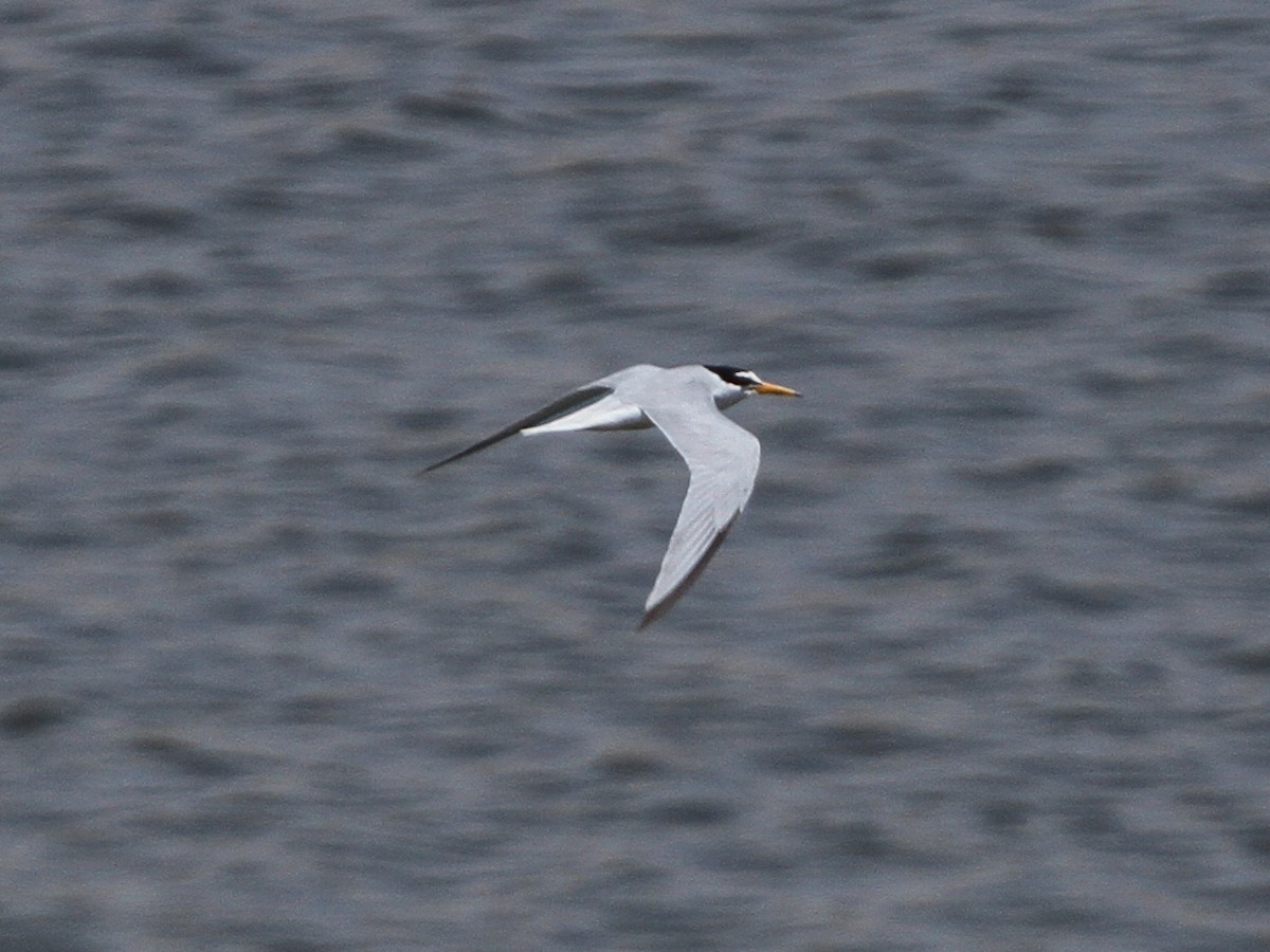 Малая горлица - ML646338748