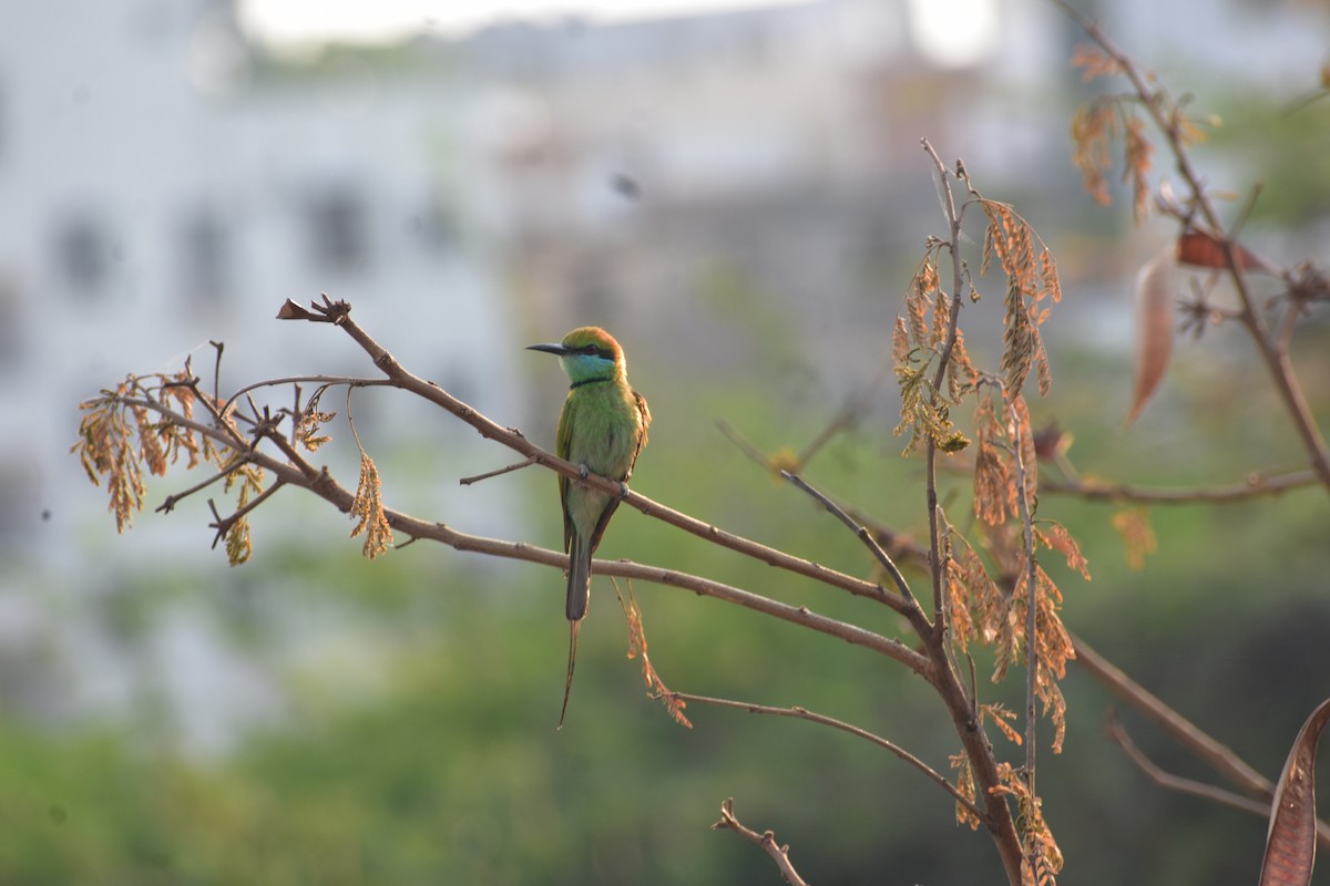 Asian Green Bee-eater - ML646338750