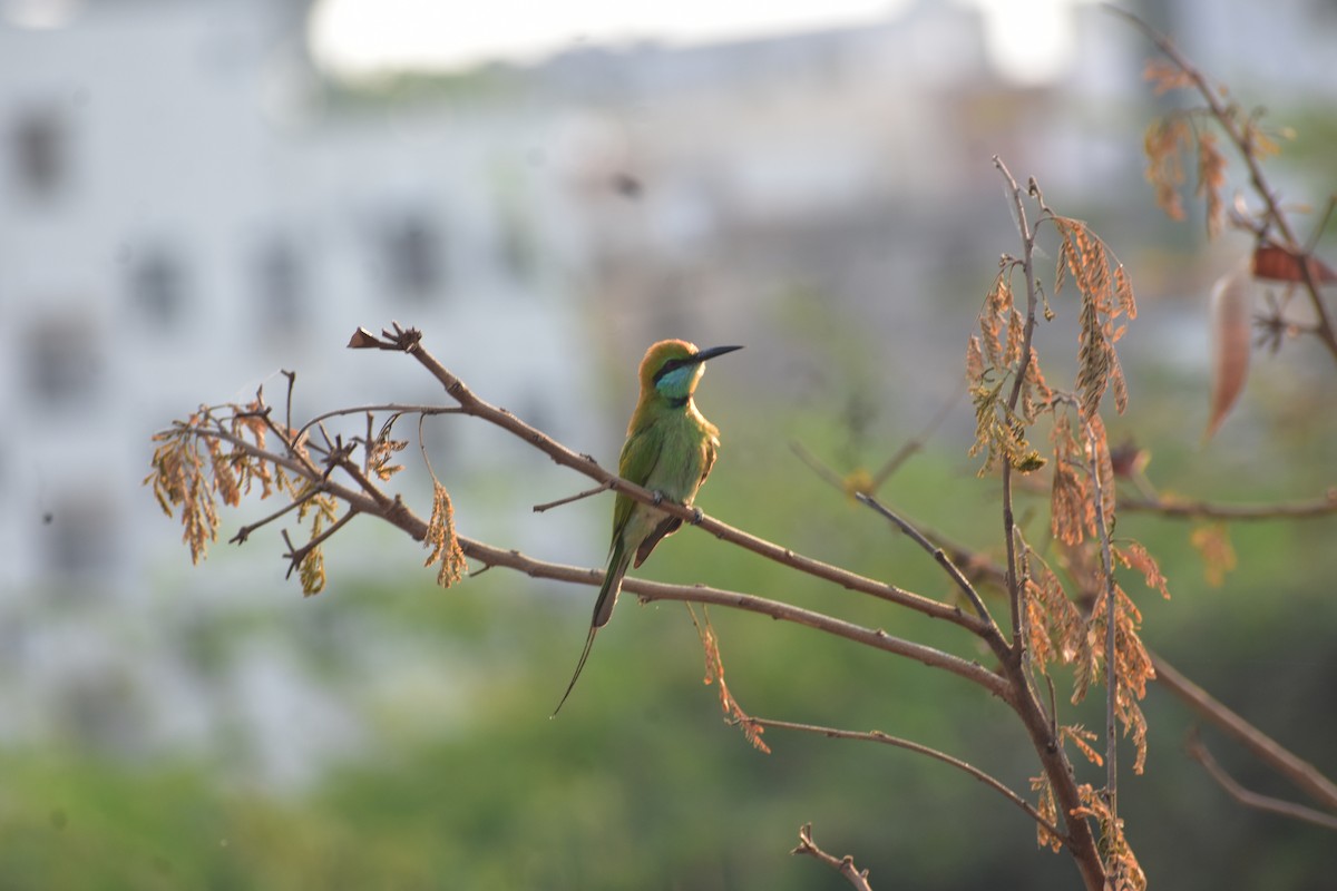 Asian Green Bee-eater - ML646338751