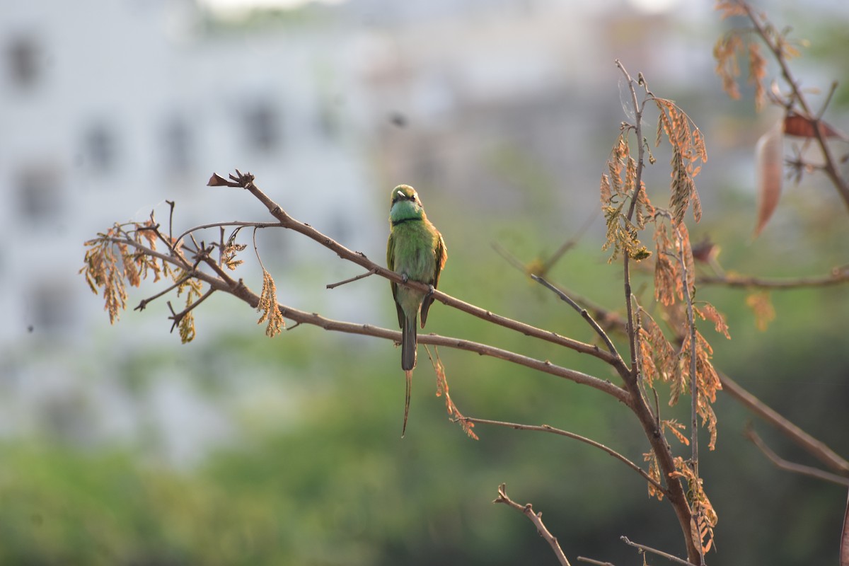 Asian Green Bee-eater - ML646338752