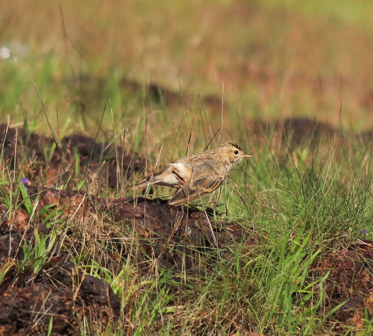 Рисовой конёк - ML646338753