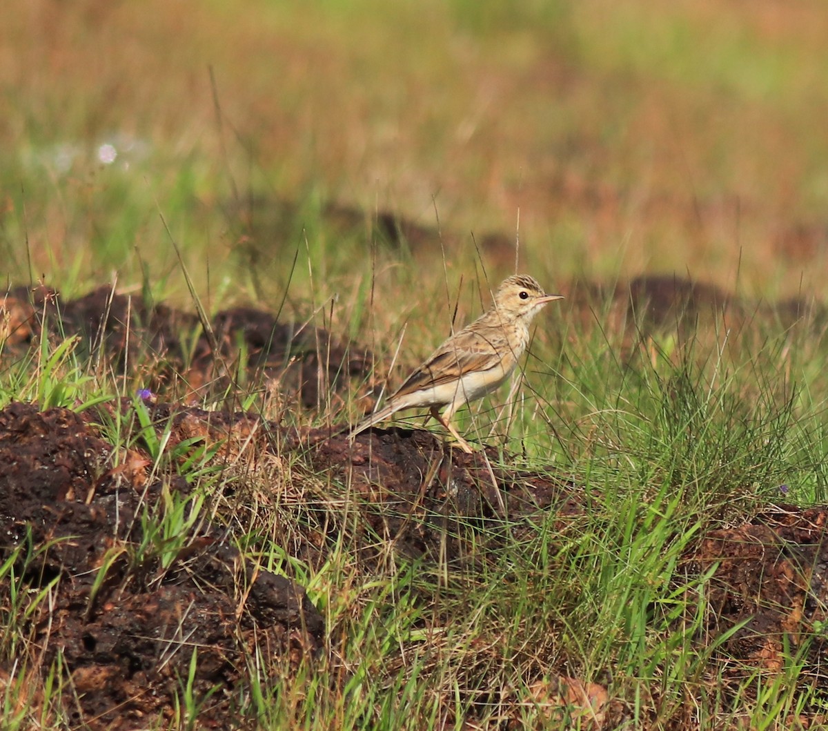 Рисовой конёк - ML646338754