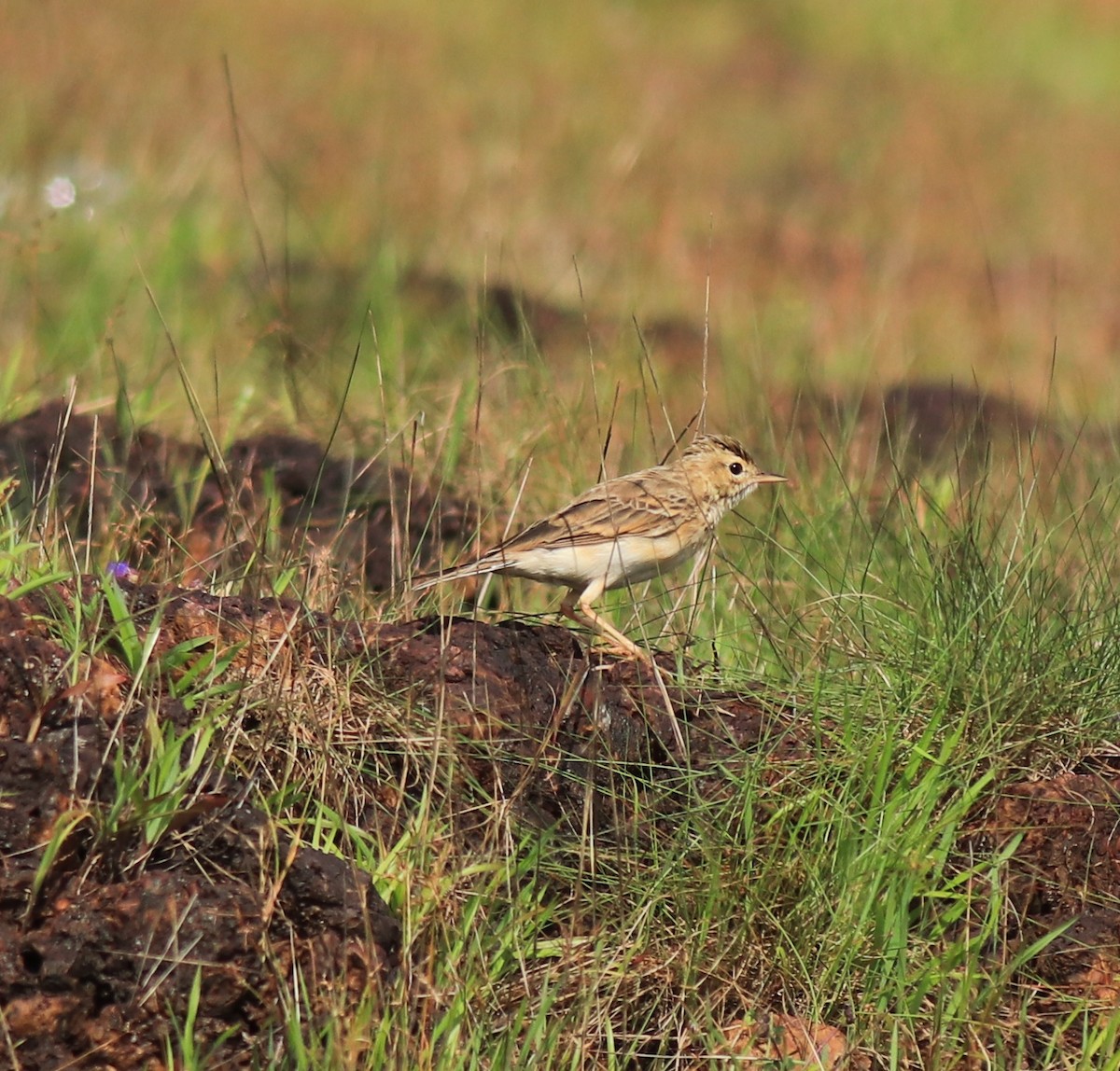 Рисовой конёк - ML646338755