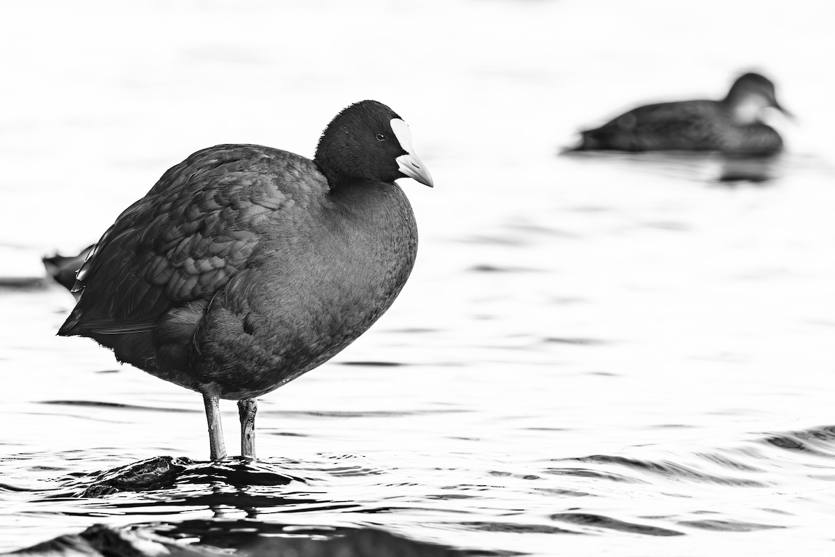 Лысуха - ML646338758