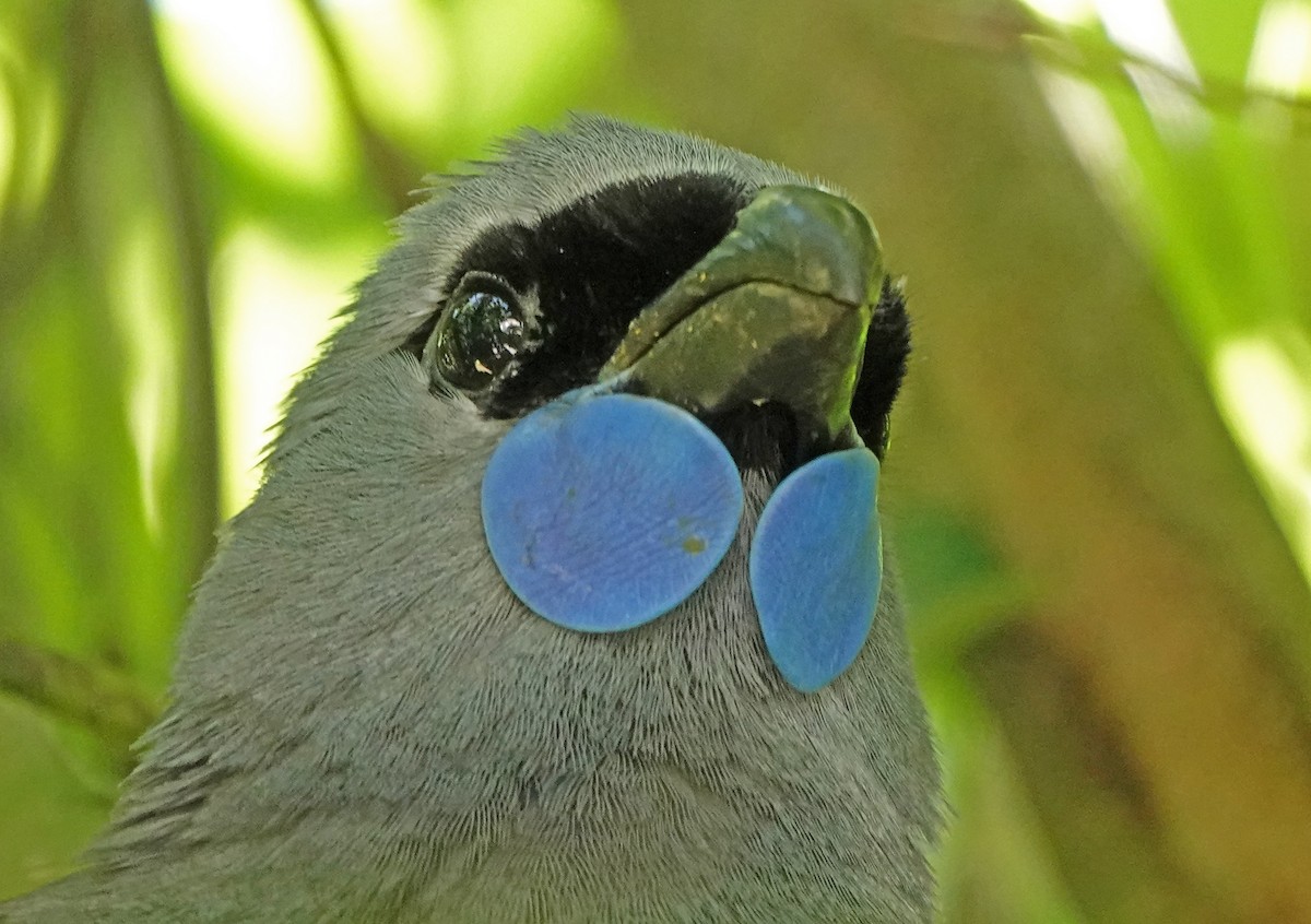 Северный кокако - ML646338762