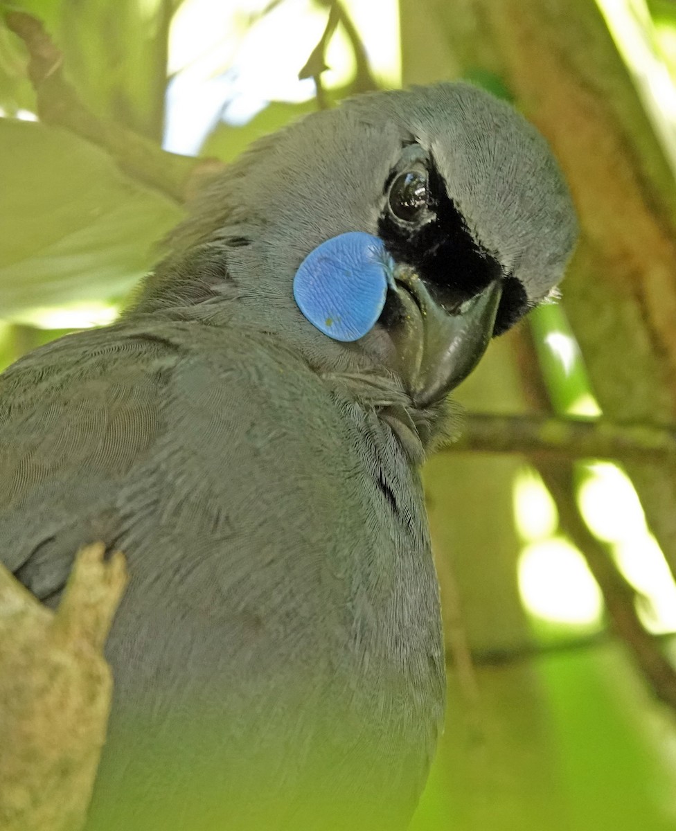 Северный кокако - ML646338763