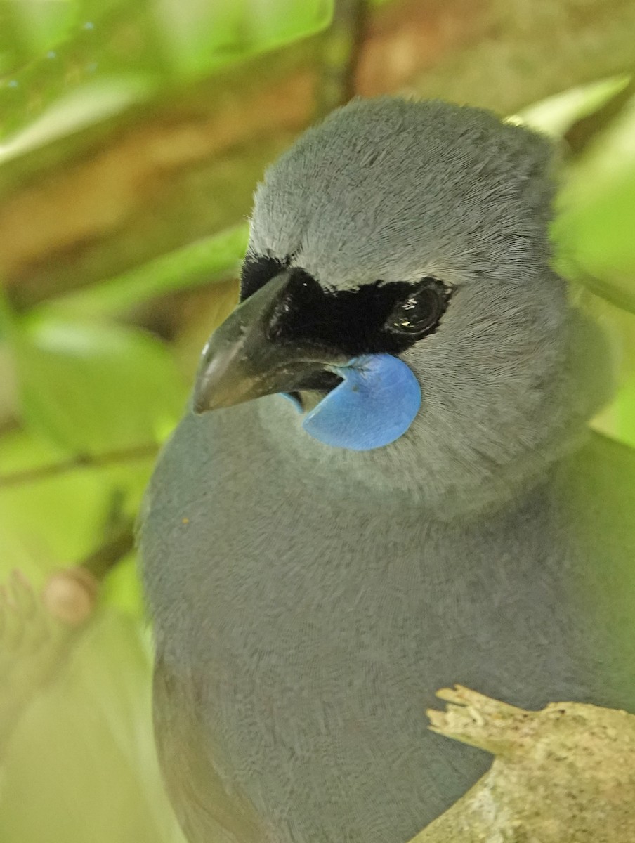 Северный кокако - ML646338764