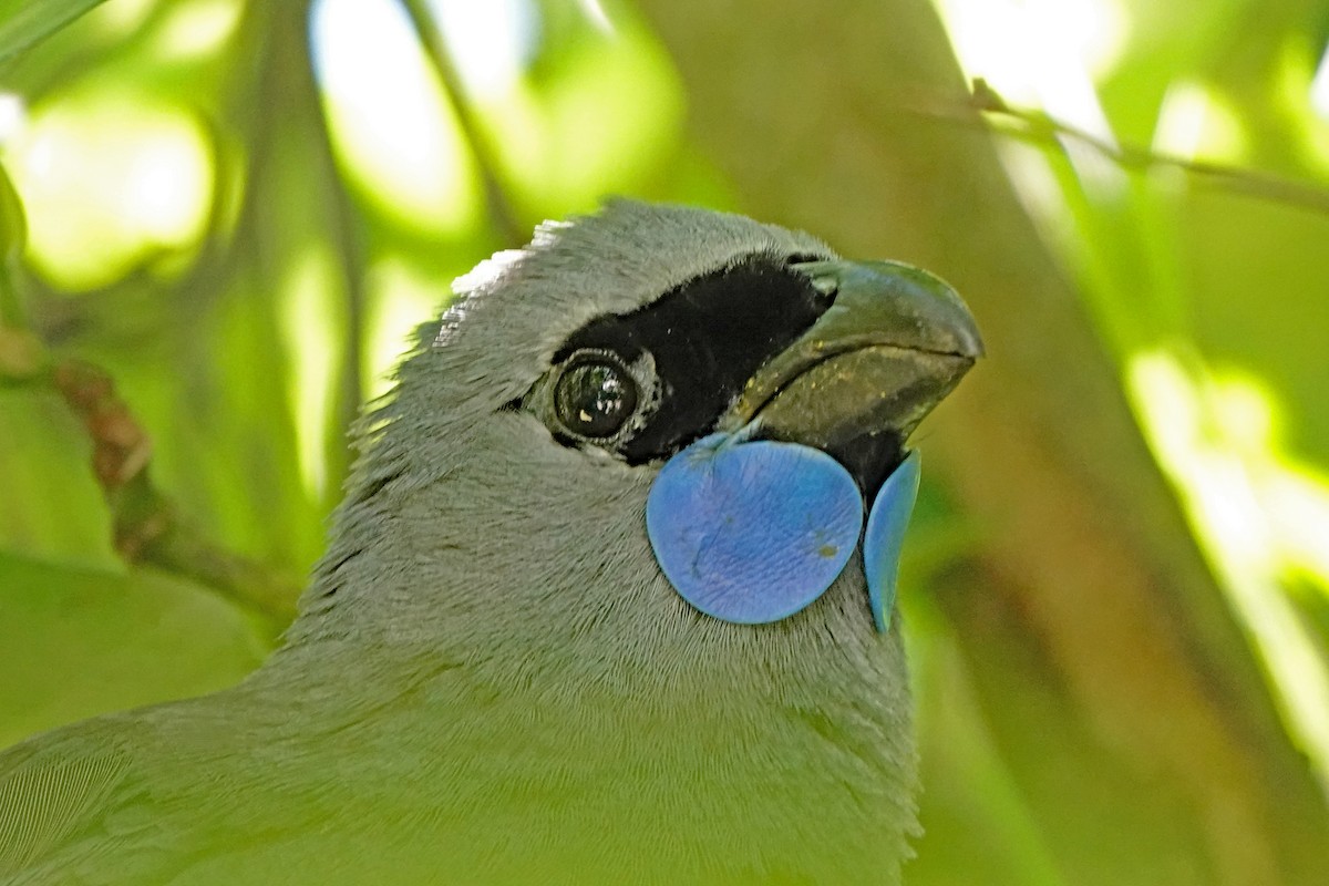 Северный кокако - ML646338766