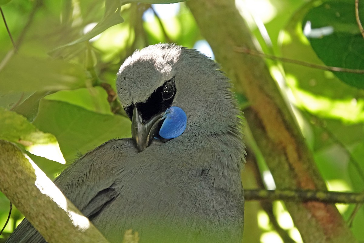 Северный кокако - ML646338767