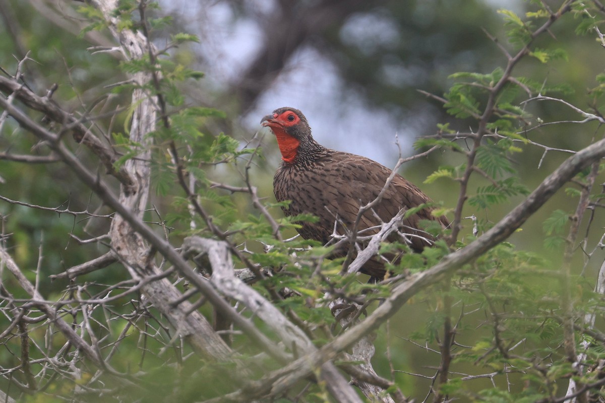 Свенсонов франколин - ML646338768