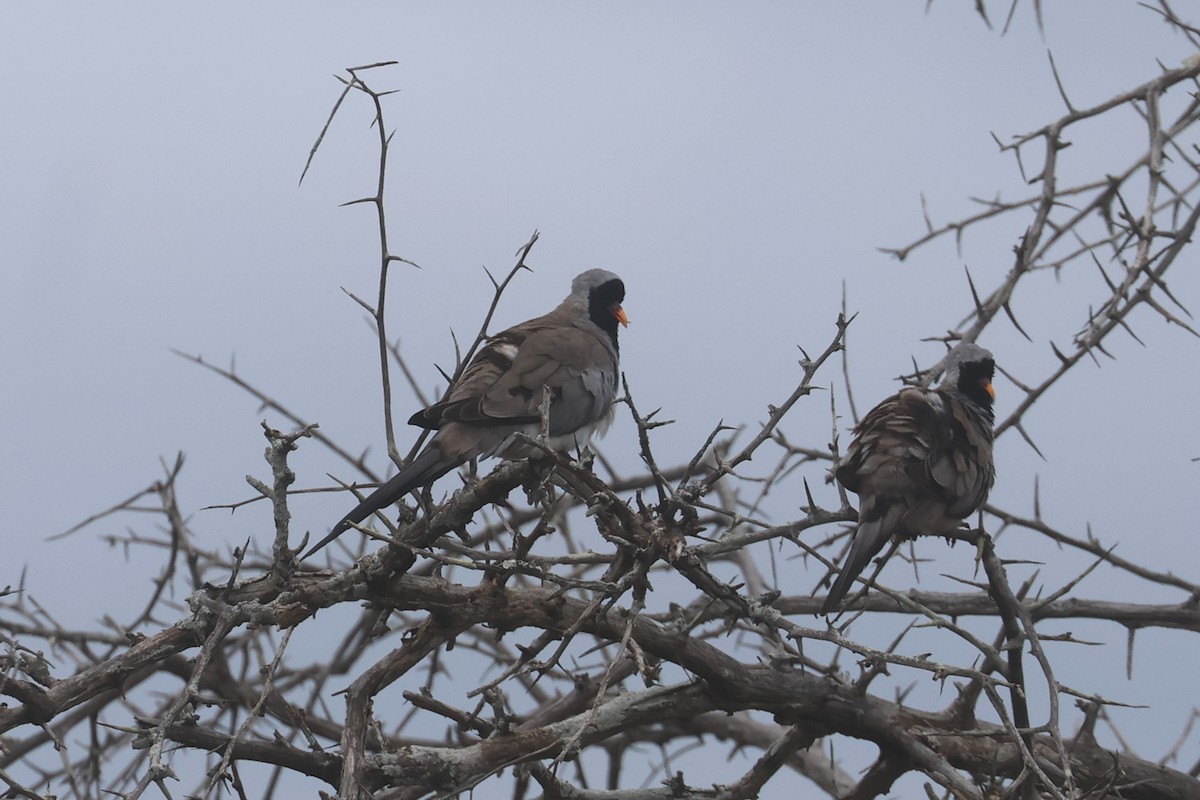 Капская горлица - ML646338770