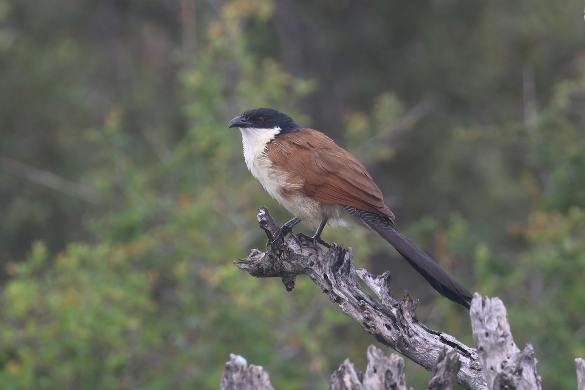 Burchell's Coucal - ML646338771