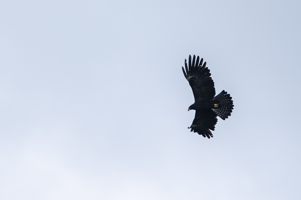 Black Eagle - ML646338772