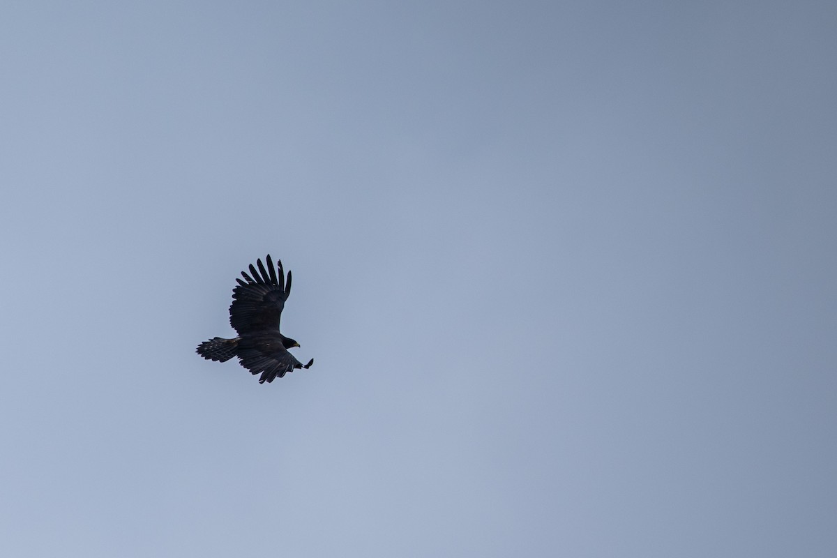 Black Eagle - ML646338773