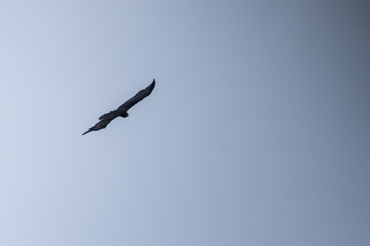 Black Eagle - ML646338774