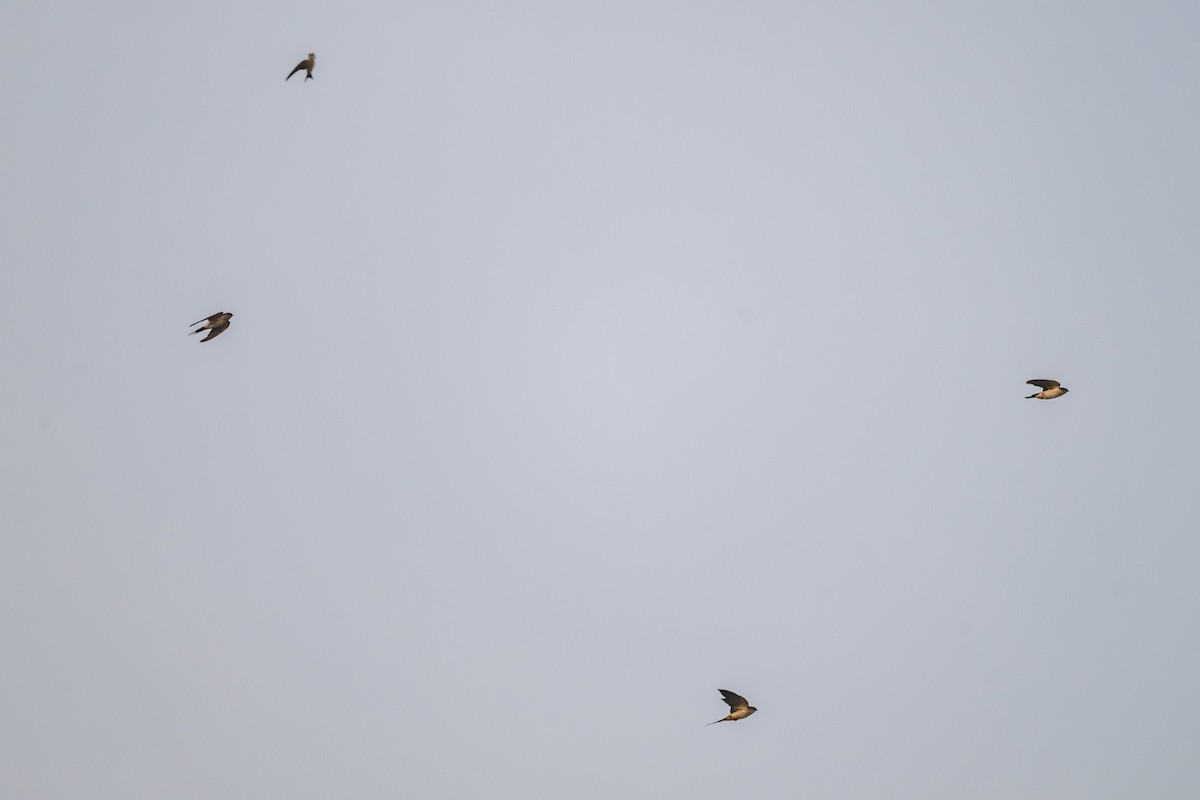 Golondrina Dáurica Oriental - ML646338778