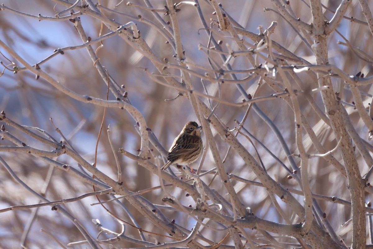 amurpiplerke - ML646338782