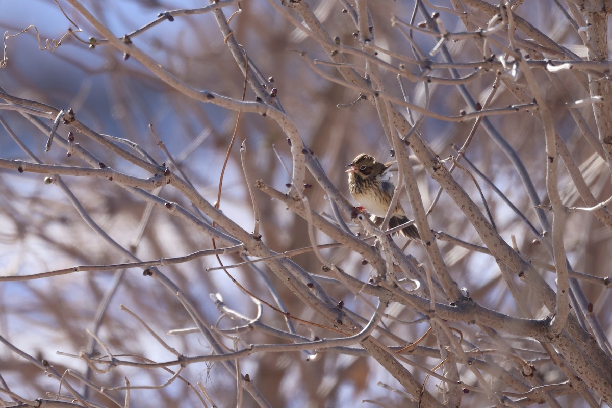 amurpiplerke - ML646338783