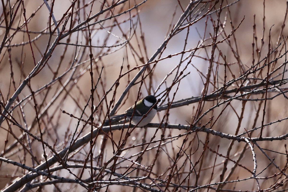 gråkjøttmeis - ML646338785