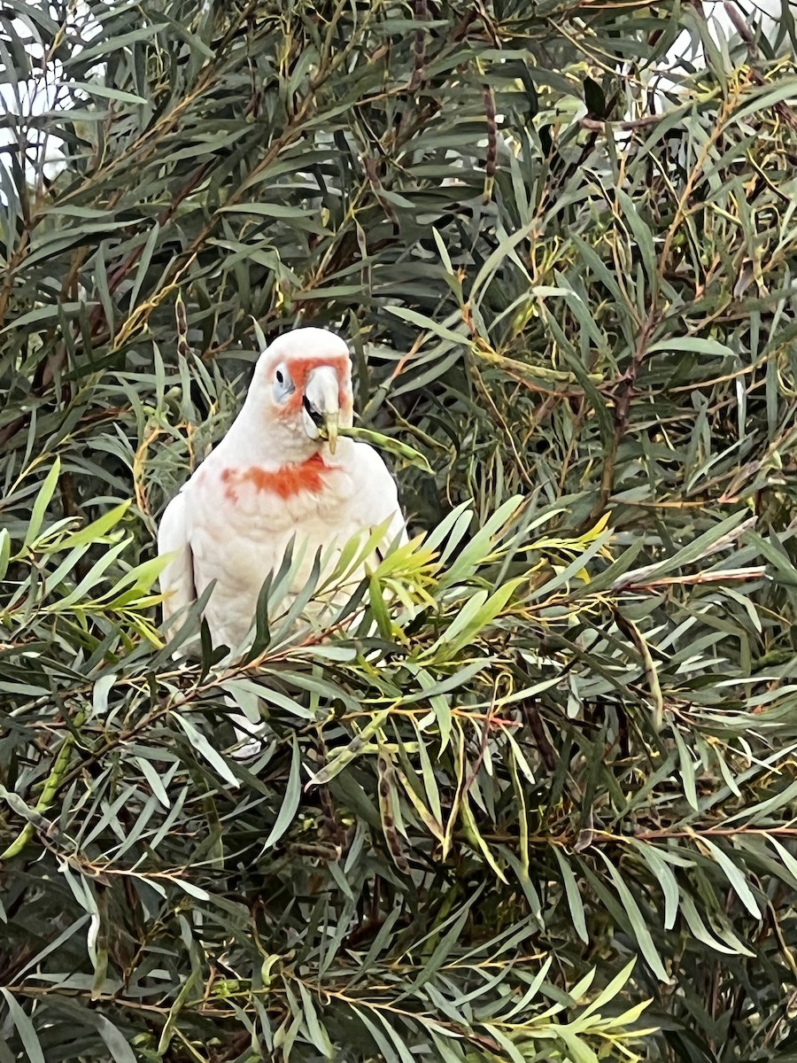 Long-billed Corella - ML646338786