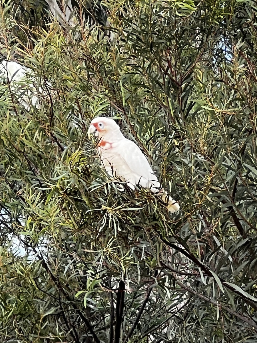 Long-billed Corella - ML646338787