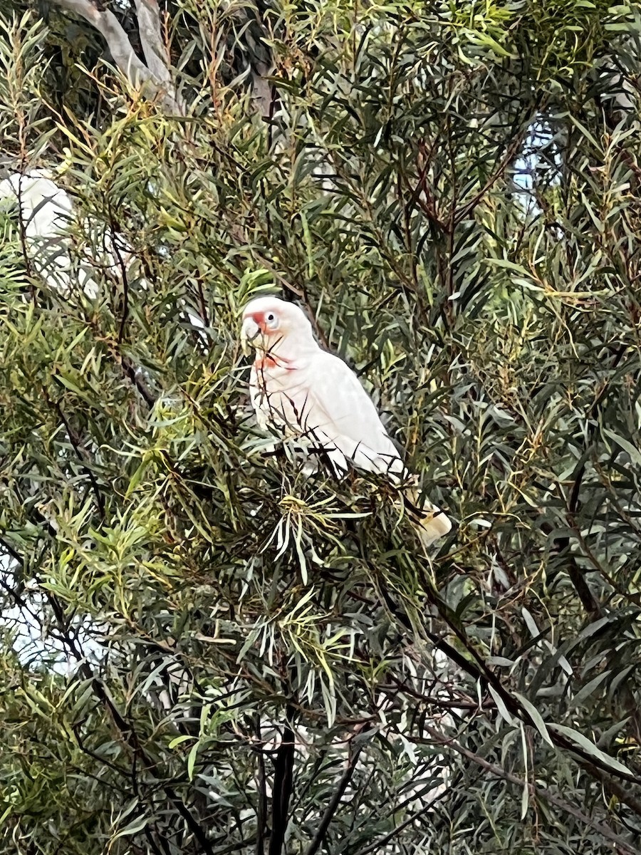 Long-billed Corella - ML646338788
