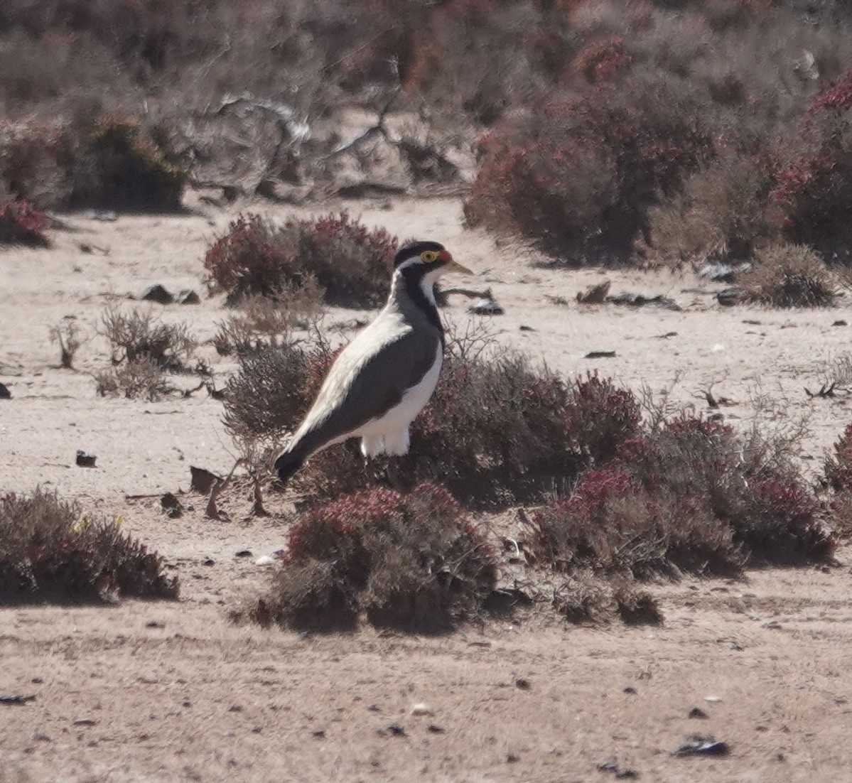 Banded Lapwing - ML646338790