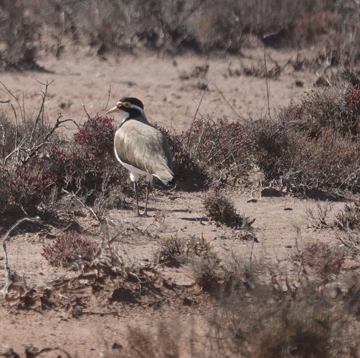 Banded Lapwing - ML646338791