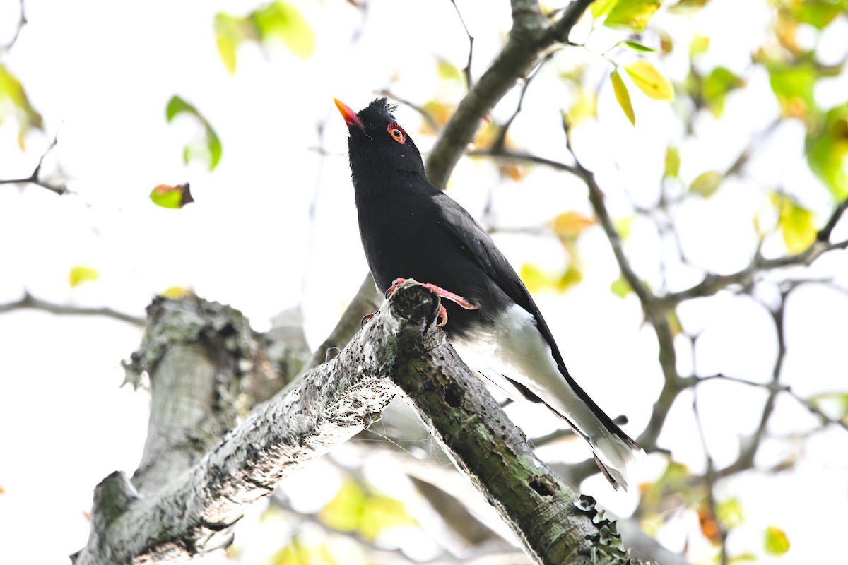 Retz's Helmetshrike - ML646338792