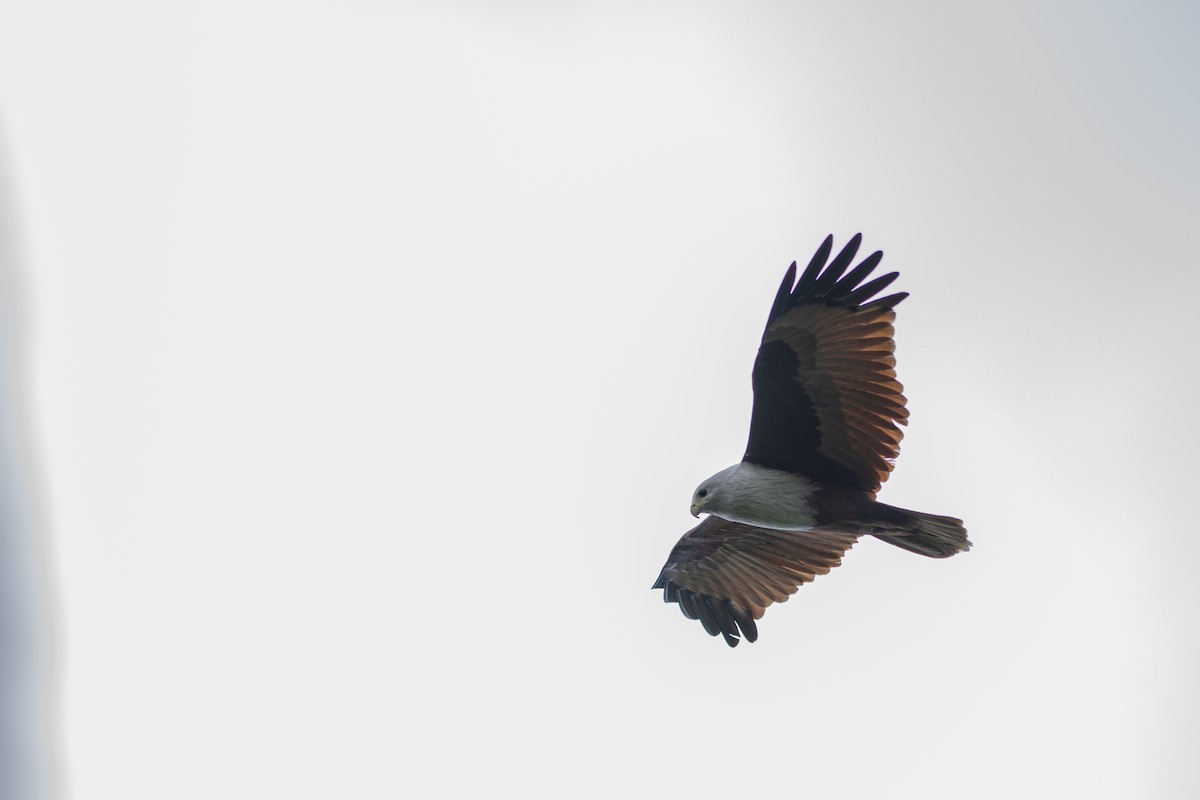 Brahminy Kite - ML646338793
