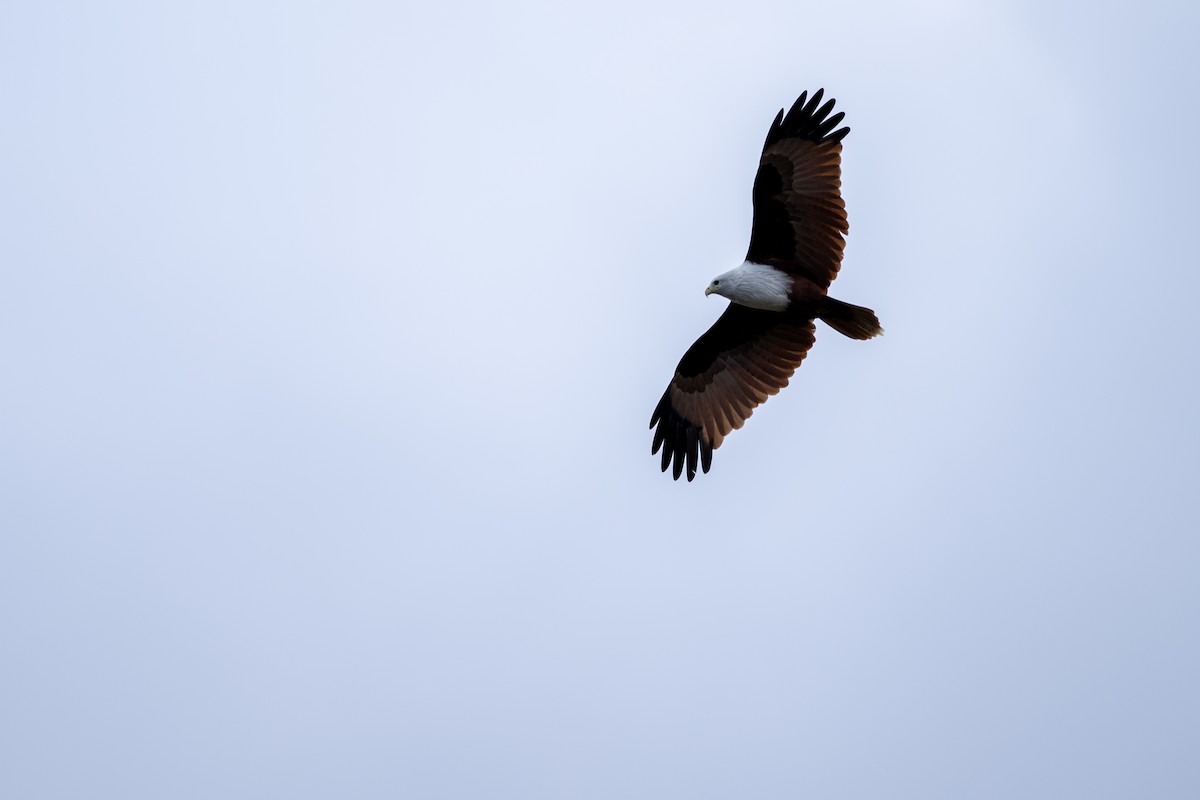 Brahminy Kite - ML646338794