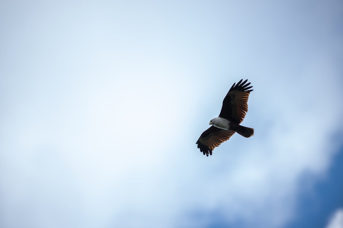 Brahminy Kite - ML646338795