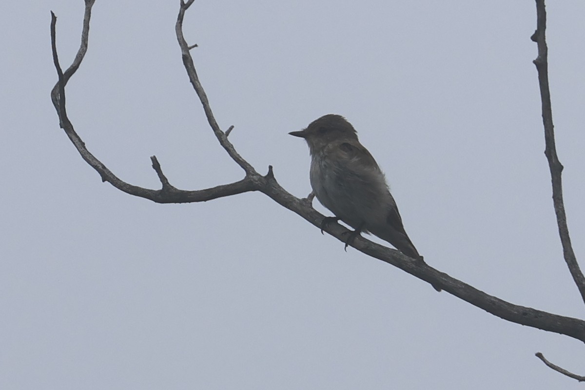 Spotted Flycatcher - ML646338796