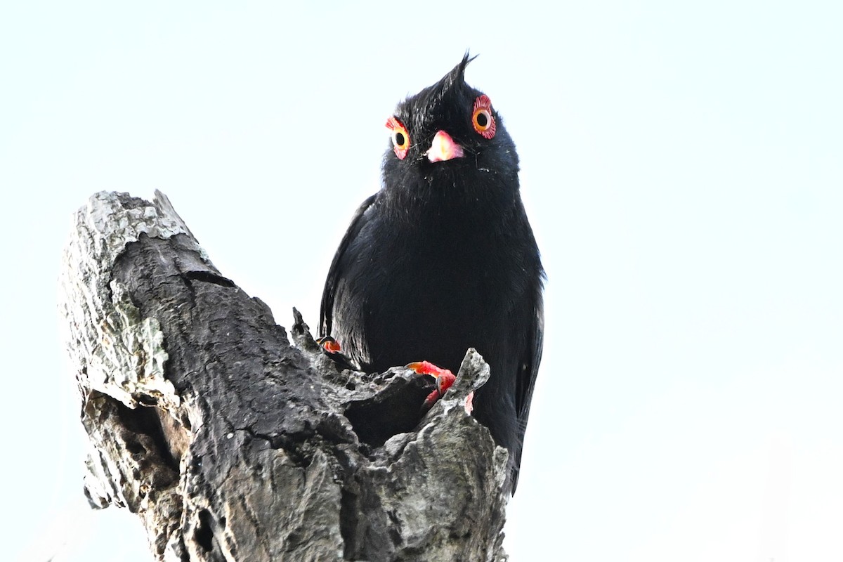 Prionopo de Retz - ML646338797