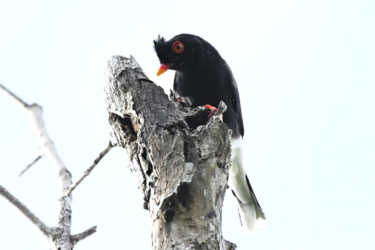 Prionopo de Retz - ML646338798