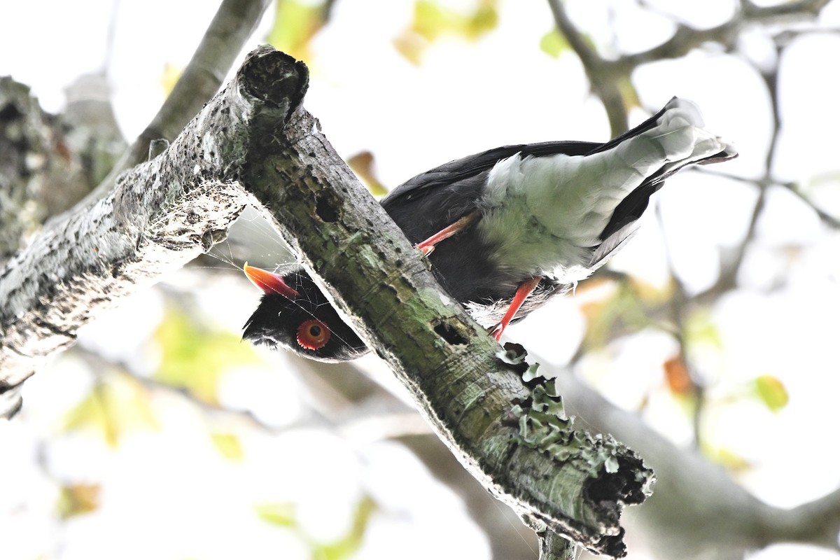 Prionopo de Retz - ML646338800