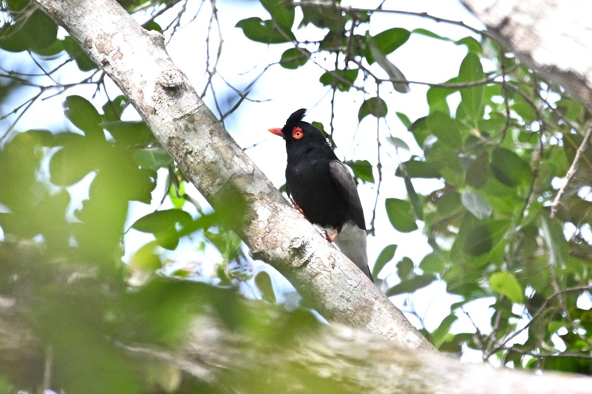 Prionopo de Retz - ML646338801