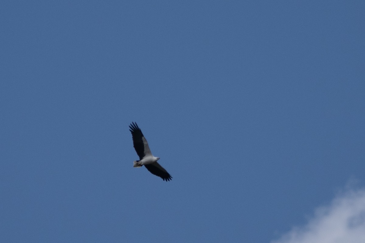 Pigargo Oriental - ML646338803