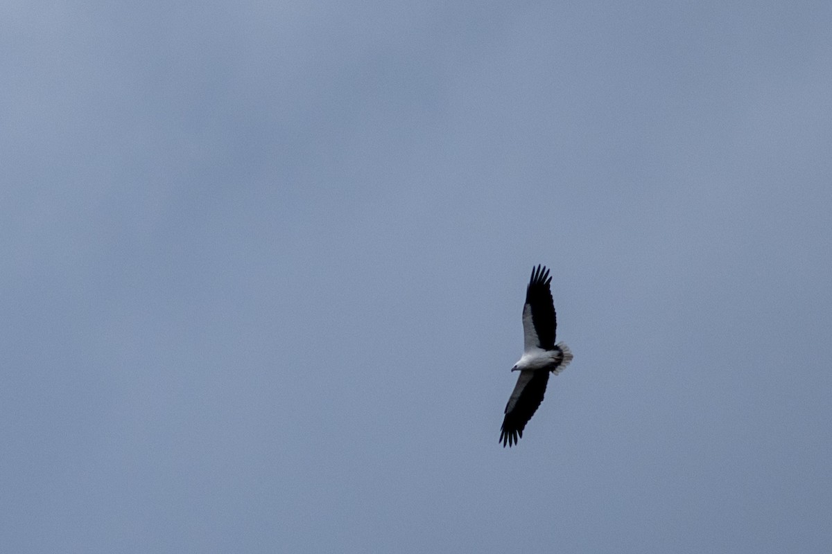 Pigargo Oriental - ML646338804