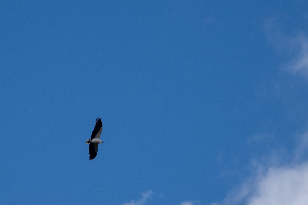 Pigargo Oriental - ML646338807