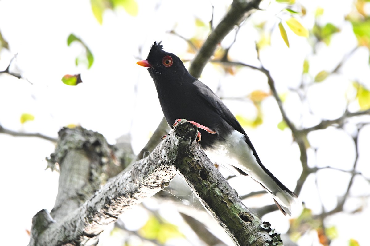 Prionopo de Retz - ML646338811