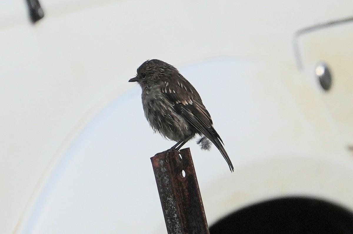 Petroica de Tasmania - ML646338819