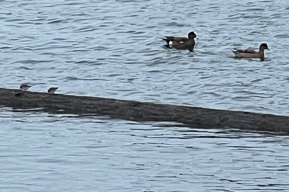 Silbón Americano - ML646338820