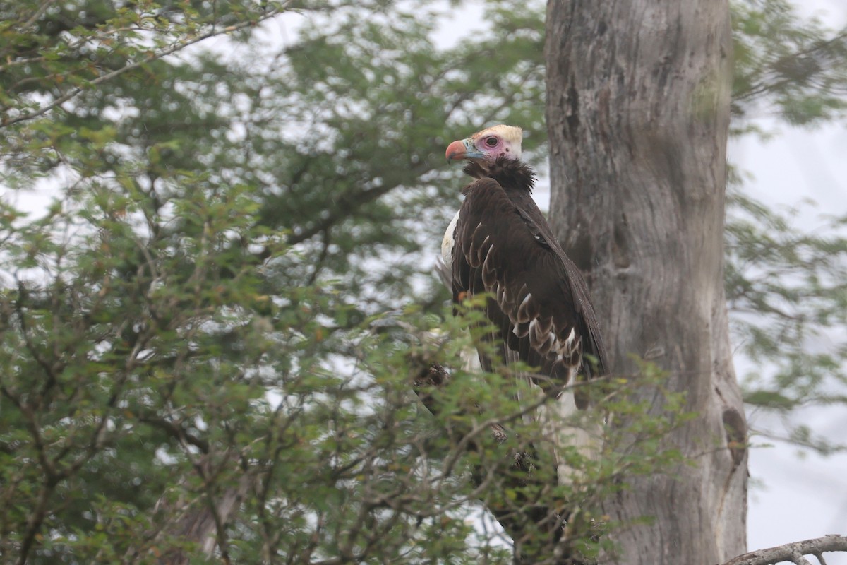 Buitre Cabeciblanco - ML646338821