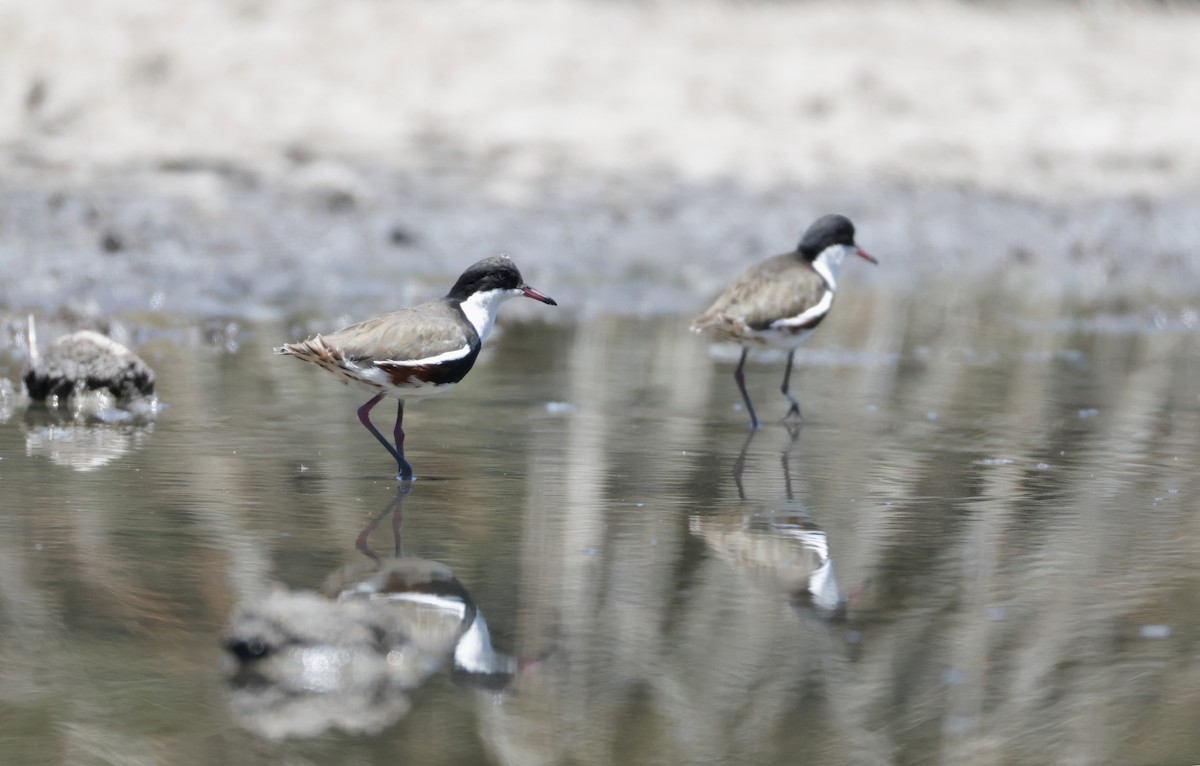 Chorlito Pechinegro - ML646338822