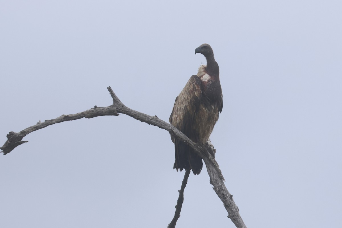 Buitre Dorsiblanco Africano - ML646338823