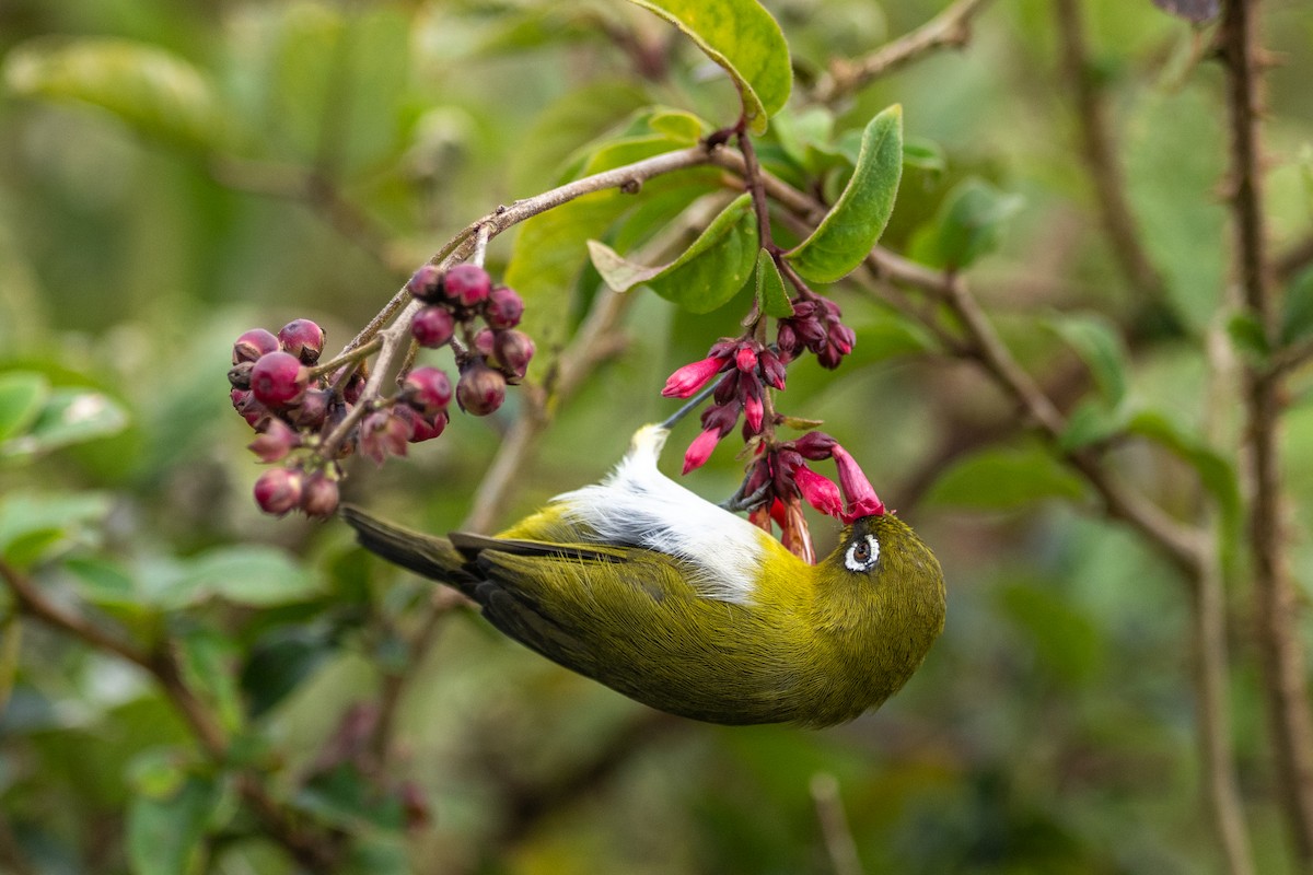Anteojitos Cingalés - ML646338825